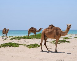 Salalah - March 30th to April 2nd 2017